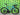 Bianchi Specialissima PRO 2024 - Shimano Ultegra Di2 2x12sp - Velomann Palladium, 33mm profile