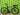 Bianchi Oltre XR3 CV Disc Ultegra 2024 - Shimano Ultegra 11sp - Giant PX2