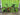 Cannondale Scalpel Carbon 2023 - SRAM X01 Eagle 1x12sp - Carbon + Evo