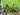 Cannondale Scalpel Carbon 2023 - SRAM X01 Eagle 1x12sp - Carbon + Evo