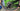 Cannondale Scalpel Carbon 2023 - SRAM X01 Eagle 1x12sp - Carbon + Evo