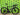 BMC Teammachine SLR 01 Gen 5 2026 - Shimano Dura-Ace Di2 2x12sp - Miche SWR 40 Evo