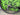 Cannondale SuperSix EVO 2014 - Shimano Dura-Ace 11v - Fulcrum Racing 0