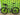 Cannondale Topstone 2 2025 - Shimano GRX 2x10sp - Cannondale GXD10