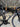 Merida Scultura 6000 Carbon - Shimano 105 Di2 2x12sp - Bontrager Aeolus 35 carbon