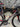 Ridley Fenix SL - Shimano Ultegra - Forza carbon wheelset