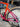 Specialized S-Works Tarmac SL7 - Shimano Dura-Ace Di2 2x12sp - Gipiemme Carbon