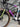 Canyon Grail CF SL CSR - SRAM Rival AXS 2x12sp - Zipp firecrest carbon wheelset