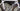 Sensa Giulia Evo Carbon - Shimano Ultegra Di2 2x12sp - Supra carbon wheelset