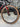 Orbea Terra M20 EKAR - Campagnolo Ekar - Campagnolo carbon