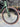 Scott Addict RC15 Carbon - Shimano Ultegra Di2 2x12sp - Syncros Capital 1.0 carbon