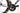 Focus Izalco Max Disc 2020 - Shimano Dura-Ace Di2 2x11sp - Novatec R5