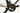Pinarello Paris Disk 2024 - Shimano Ultegra Di2 2x12sp - Shimano Carbon