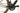 Cannondale Topstone Carbon 3 2023 - Shimano GRX - WTB ST i23 TCS, 700c, 28h, tubeless ready