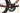 Focus Izalco Max Disc 8.8 2021 - Shimano Ultegra - Carbon