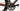 MMR Miracle 2016 - Shimano Ultegra - Roval Rapide CLX