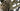 Ridley Kanzo Adventure Classified 2025 - Shimano GRX Di2