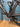 Bottecchia Aerospace Disc 2026