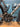 Focus Izalco Max 9.9