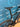 Colnago V4rs UAE Emirates