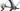 Scott Addict Gravel 30 2026 - Shimano GRX 1x12sp - Syncros RP2.0 Disc