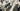 Focus Vam2 SL 9.8 2024 - Shimano XT 1x12sp - RaceFace ARC27