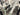 Focus Vam2 SL 9.8 2024 - Shimano XT 1x12sp - RaceFace ARC27